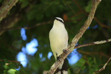 White Bird