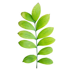 Branch green leaves isolated on white background