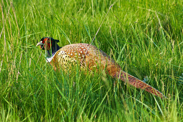 Pheasant hiding in the high grass