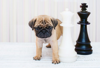 A puppy  is standing by with chess pieces. He thinks.