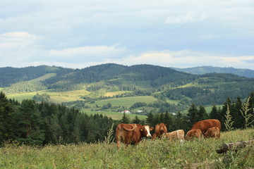 Fototapeta na wymiar Cows in the wild