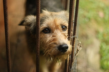 Dog in a cage.