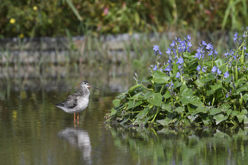 ツルシギ(Spotted Redshank)