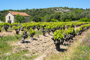Fototapeta na wymiar Panoramic view of rural France