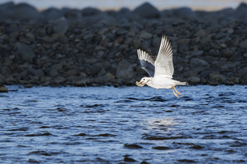 Black headed gull catches its prey fish in the river.
