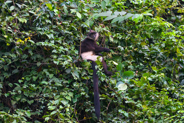 Obraz premium Delacour's langur, or Delacour's lutung (Trachypithecus delacouri) on the tree. Van Long Nature Reserve, Vietnam. Around 300 individuals of this critically endangered.