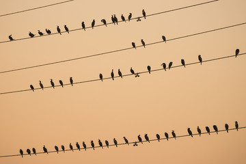 Fototapeta premium Flock of great cormorants on power lines look like music notes at sunset. 