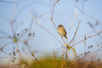 Sparrow on a stem of weed against the blue sky in autumn.
