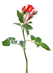 bright red rose with four small buds