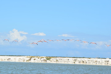 Vol de flamand rose
