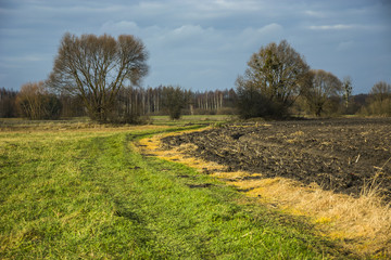 Fototapeta na wymiar Road in the meadow and trees without leaves