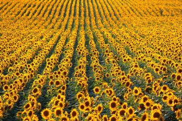 Rows of sunflowers in a field as background, beautiful summer landscape. Textured effect