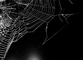spider web on a dark background