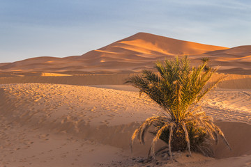 Palmier au milieu du desert