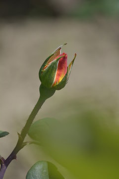 Rose botom