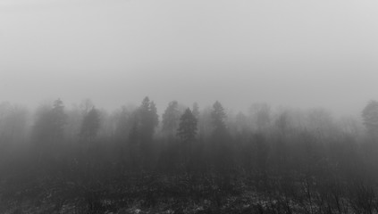 густой туман в зимнем лесу