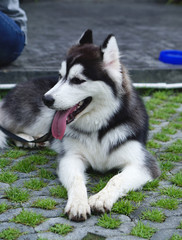 siberian husky with dark hair color laying down