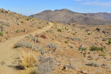 Lost horse Valley at the Joshua Tree National park.
