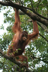 樹上のオランウータン