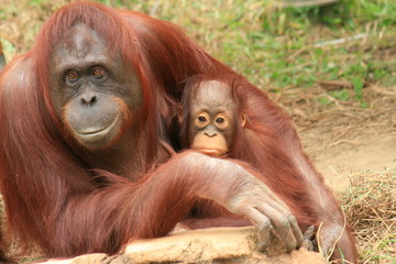 オランウータンの親子