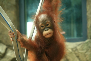 オランウータンの赤ちゃん © darock