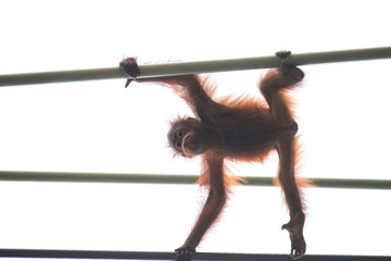 綱渡り中のオランウータンの子供