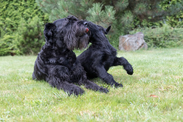 Puppy and adult dog of Giant Black Schnauzer Dog are playing on the lawn in the garden. 