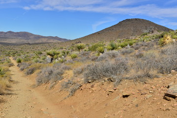 Lost horse Valley at the Joshua Tree National park.
