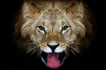 Portrait of a lion, closeup, black background