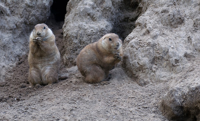 präriehunde