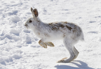Obraz premium Snowshoe hare or Varying hare (Lepus americanus) running in the winter snow in Canada
