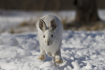 Snowshoe hare running in the winter snow in Canada © Jim Cumming