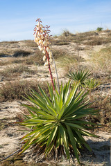 CAP FERRET (Bassin d'Arcachon, France), Yuccas Gloriosa dans les dunes