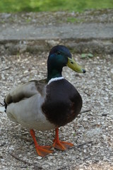 Ente