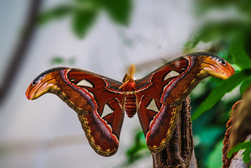 Atlasspinner