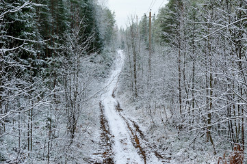 soil snow road in the forest in winter