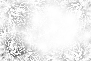 Floral gray-white beautiful background.  Flower composition.   Frame of  white  flowers Asters  on white background.   Nature.