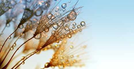 Fototapeta Dew drops on a dandelion seeds at sunrise close up. obraz