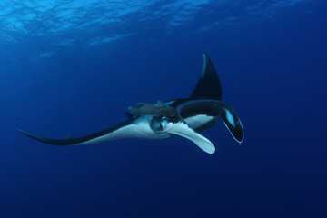 Manta ray diving Underwater Galapagos islands Pacific Ocean - obrazy, fototapety, plakaty