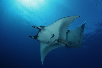 Manta ray diving Underwater Galapagos islands Pacific Ocean