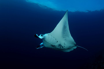 Manta ray diving Underwater Galapagos islands Pacific Ocean
