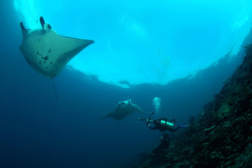 Manta ray diving Underwater Galapagos islands Pacific Ocean