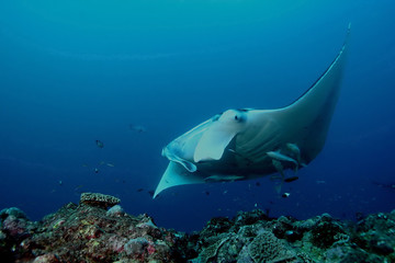 Fototapeta na wymiar Manta ray diving Underwater Galapagos islands Pacific Ocean