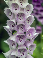 Foxglove in garden in spring