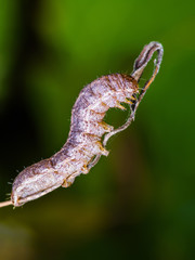 Exotic Caterpillar Insect on Twig Macro
