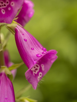 Foxglove In Garden In Spring