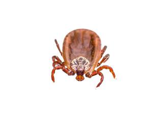 Encephalitis or Lyme Virus Infected Tick Arachnid Insect