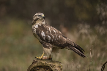 Buzzard