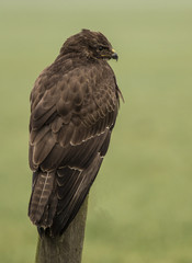Buzzard