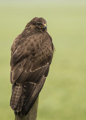 Buzzard